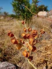 Physalis nicandroides