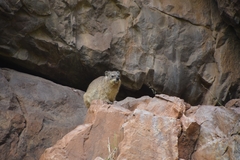 Procavia capensis capensis