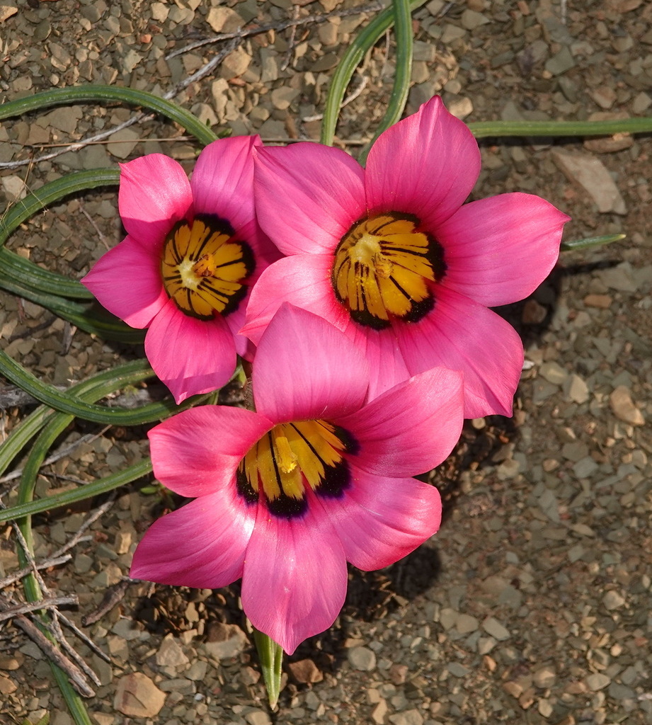 Romulea subfistulosa, Gannaga Lodge Area, Namakwa District Municipality, South Africa
