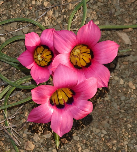 Image of Romulea subfistulosa by (c) desertnaturalist, some rights reserved (CC BY)