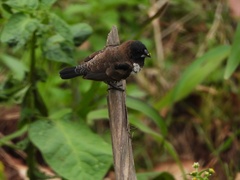 Spermestes cucullata