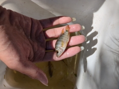 Mayaheros urophthalmus