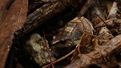 Arthroleptis xenodactyloides