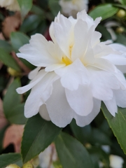 Camellia sasanqua