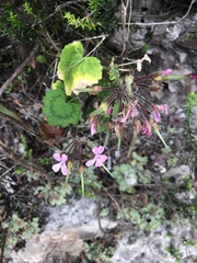 Pelargonium zonale