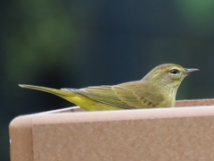 Setophaga palmarum hypochrysea