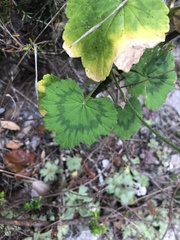 Pelargonium zonale