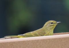 Setophaga palmarum hypochrysea
