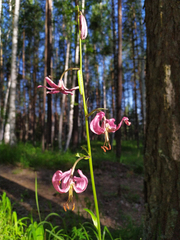 Lilium martagon pilosiusculum