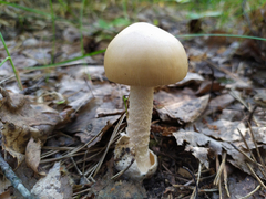 Amanita crocea