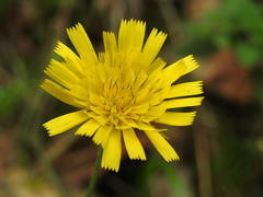 Hieracium virgultorum