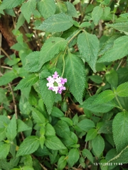 Lantana montevidensis
