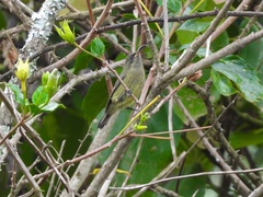 Nectarinia kilimensis