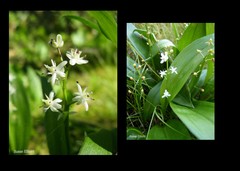 Maianthemum trifolium