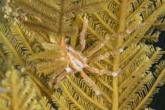 Hyastenus bispinosus