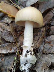 Amanita crocea