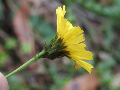 Hieracium virgultorum