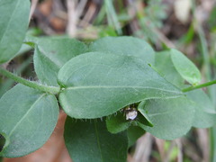 Hieracium virgultorum