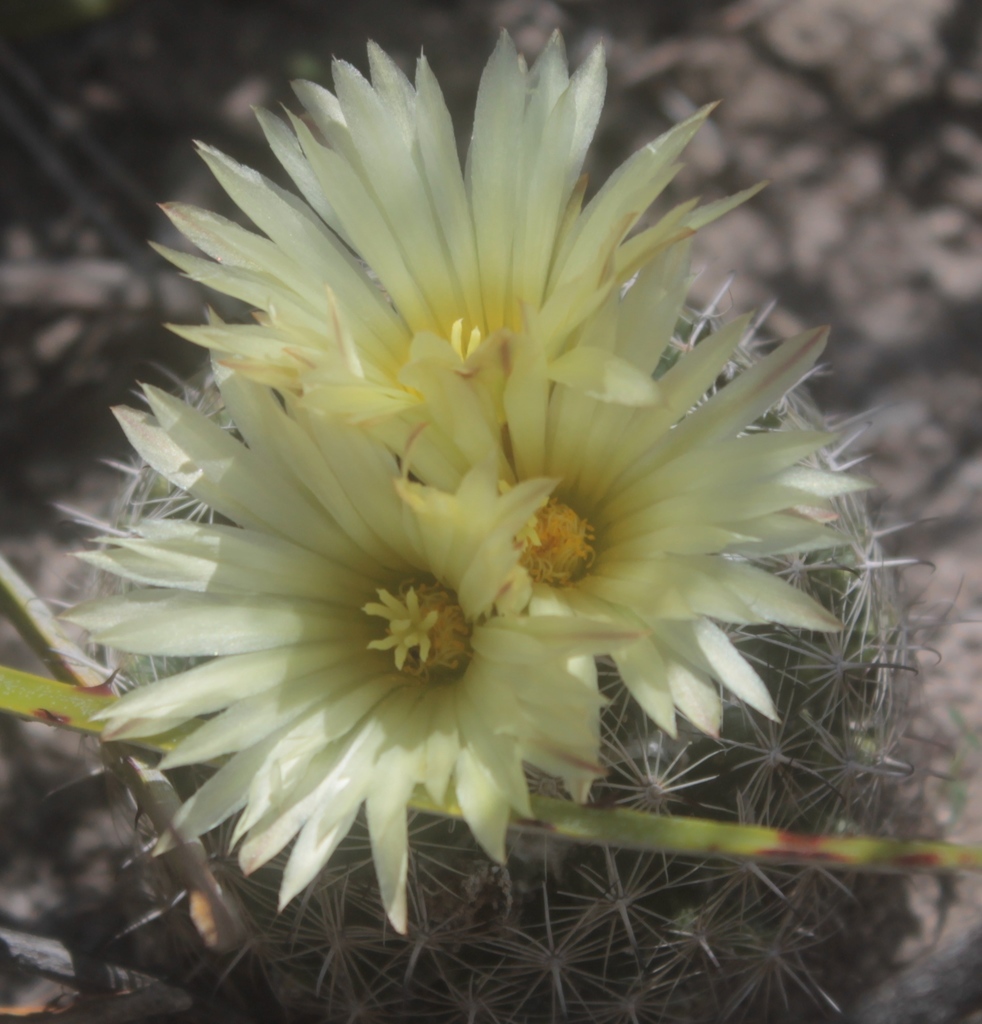 Coryphantha delicata