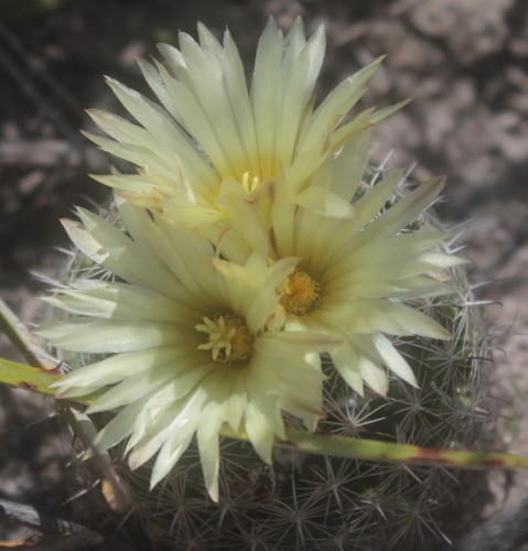 Coryphantha delicata