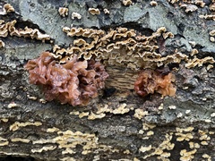 Phaeotremella foliacea