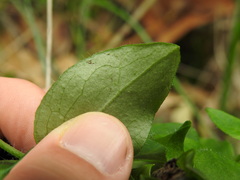 Hieracium virgultorum