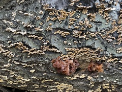 Phaeotremella foliacea