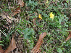 Hieracium virgultorum