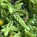 Pylaisiadelpha Moss - Photo (c) Blair Young, some rights reserved (CC BY-NC), uploaded by Blair Young