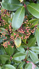 Photinia × fraseri