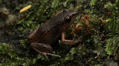 Arthroleptis xenodactyloides