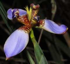 Trimezia violacea