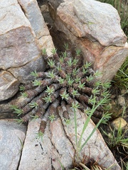 Euphorbia davyi