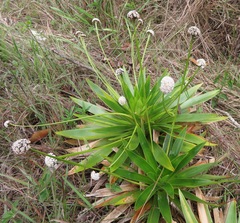 Eriocaulaceae