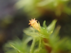 Orthotrichum pulchellum