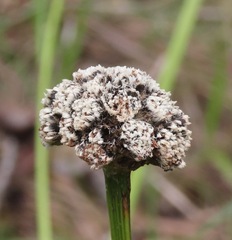 Eriocaulaceae
