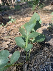 Sanicula bipinnatifida