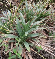 Eriocaulaceae