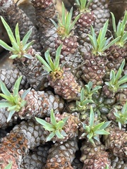 Euphorbia davyi