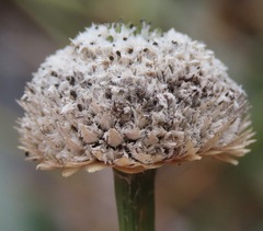 Eriocaulaceae