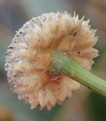 Eriocaulaceae