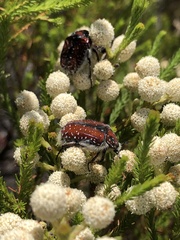 Trichostetha capensis