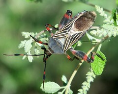 Pachylis neocalifornicus