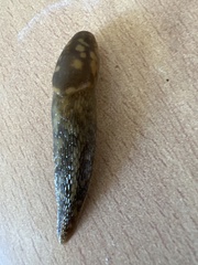 Limacus