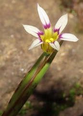 Sisyrinchium micranthum