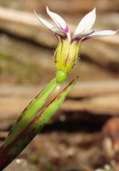 Sisyrinchium micranthum