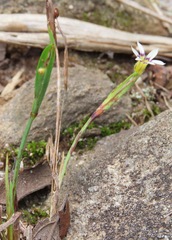 Sisyrinchium micranthum