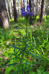 Dracocephalum ruyschiana