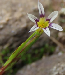 Sisyrinchium micranthum