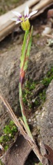 Sisyrinchium micranthum